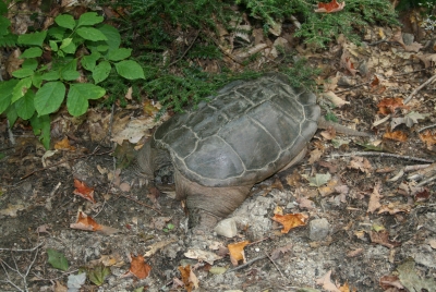 Snapping Turtle, Lake Dunmore, Vermont 2010